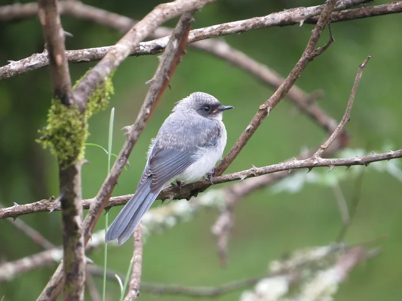 Birds in Bwindi