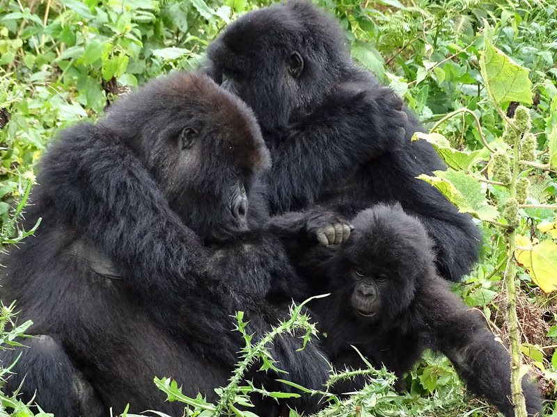 why embark on a thrilling journey to trek gorillas