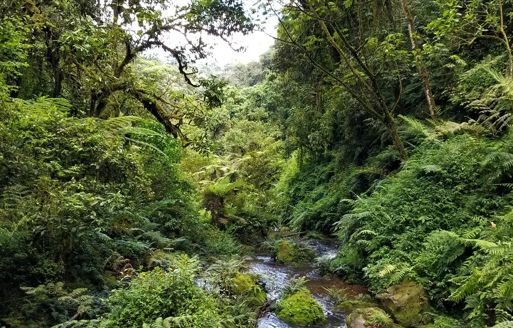 Nyungwe Forest National Park