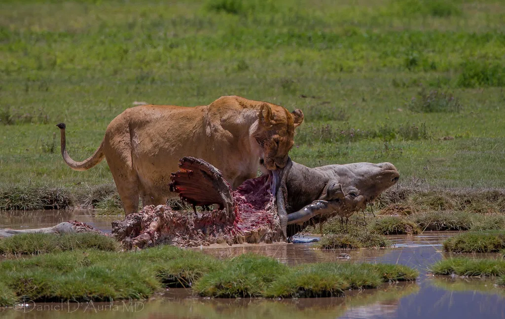 Big Five Animals in East Africa