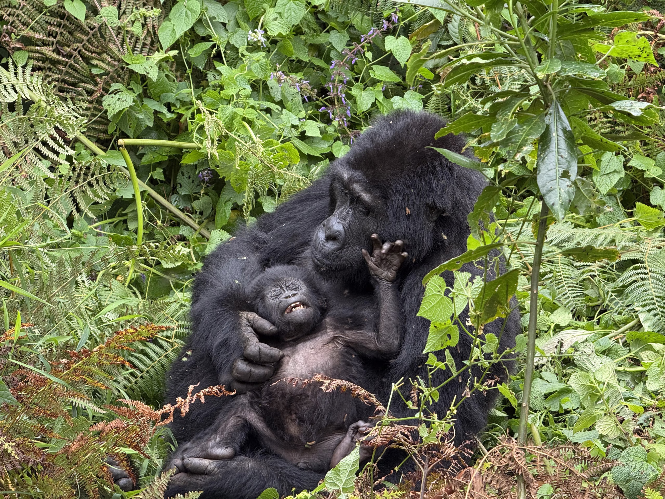 Combined Luxury Gorilla Trekking and Tanzania Safari