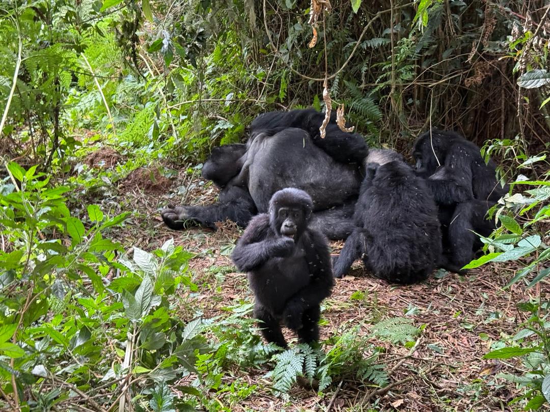 Gorilla Family | How to Book Gorilla Permits