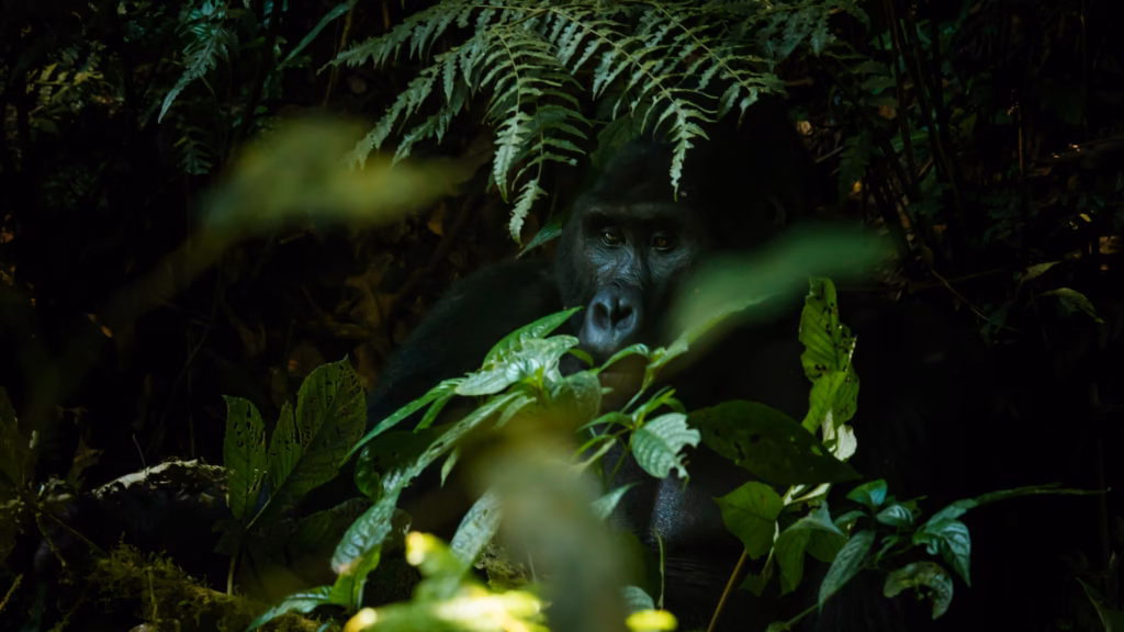 a mountain gorilla rests in the shade | gorilla trekking honeymoon for Europe