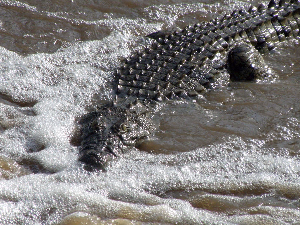 Gorilla Trekking and Grumeti River Crossing