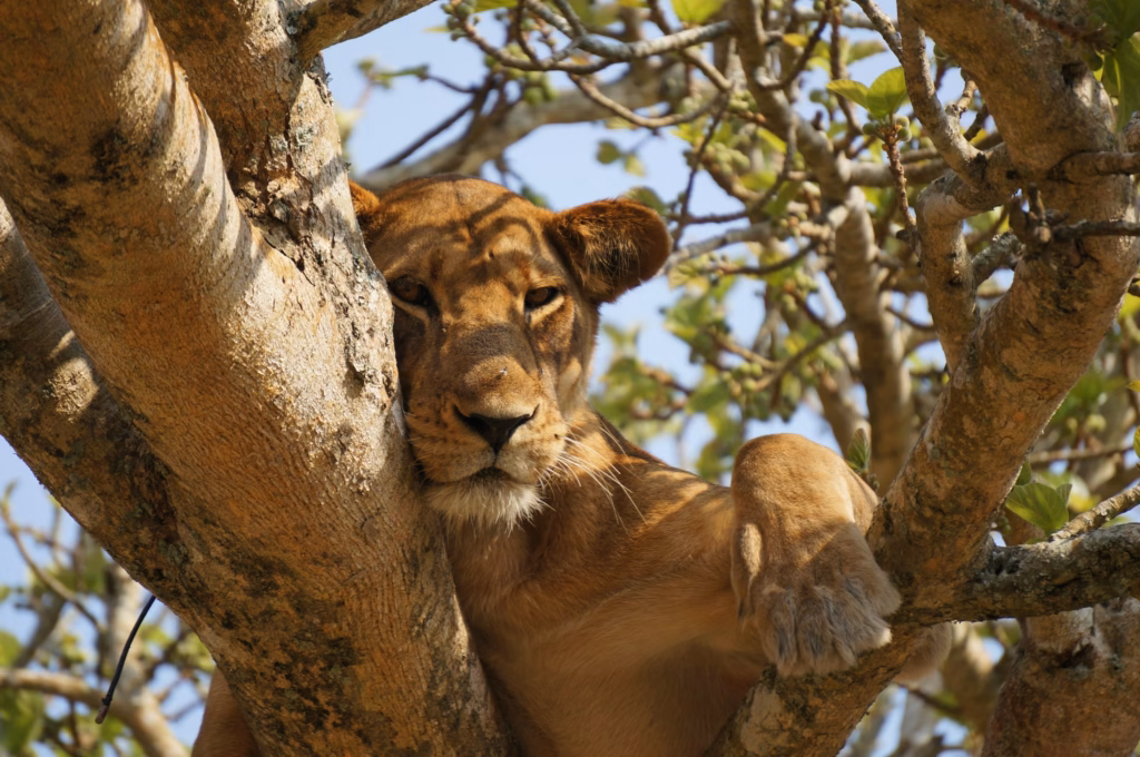 How to Plan a Uganda Safari Itinerary