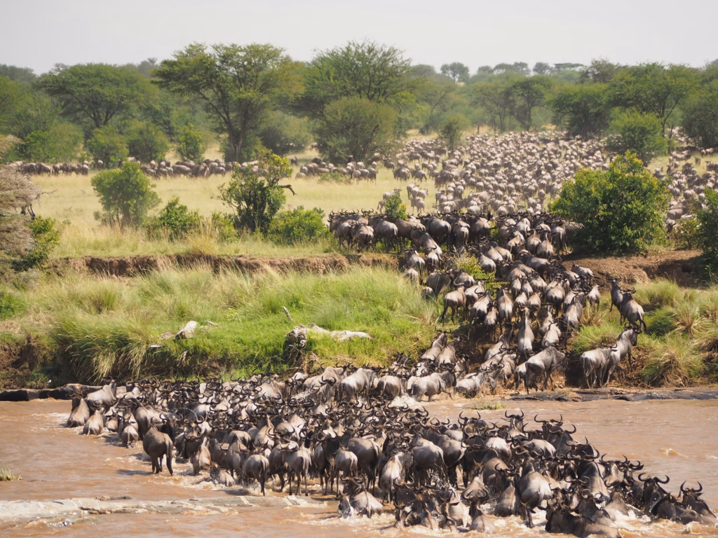Gorilla Trekking & Great Migration in August and September