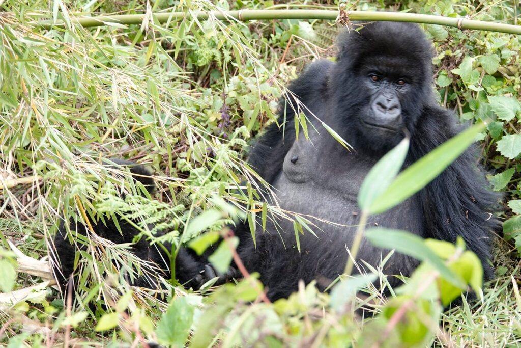 Ultimate Gorilla Safaris Uganda and Rwanda 2024 Packages