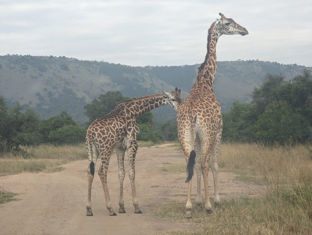 Rwanda safaris