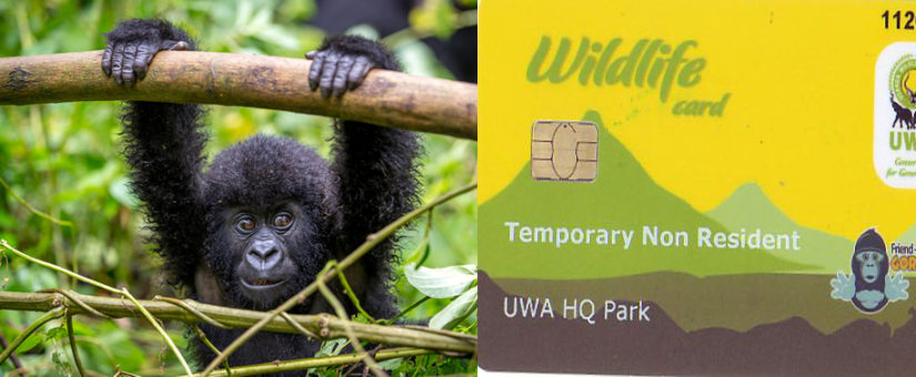 gorilla permits