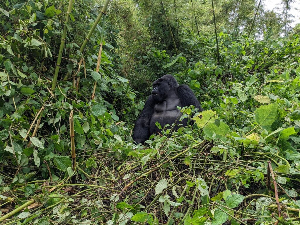 gorilla safaris 