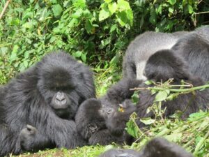 double gorilla trekking