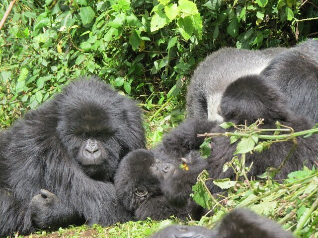 uganda safari