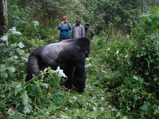 double gorilla trekking