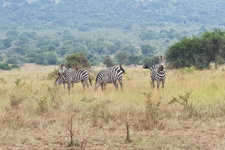 uganda safari