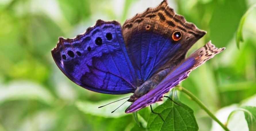 butterflies in Bwindi