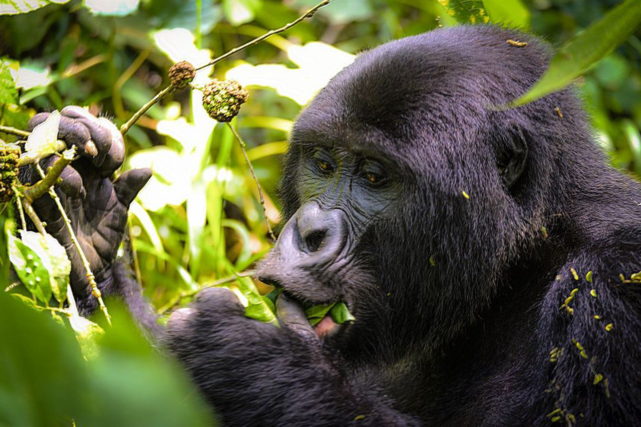 Quick 1 Day Gorilla Trek Rwanda | Gorilla Safari from Kigali