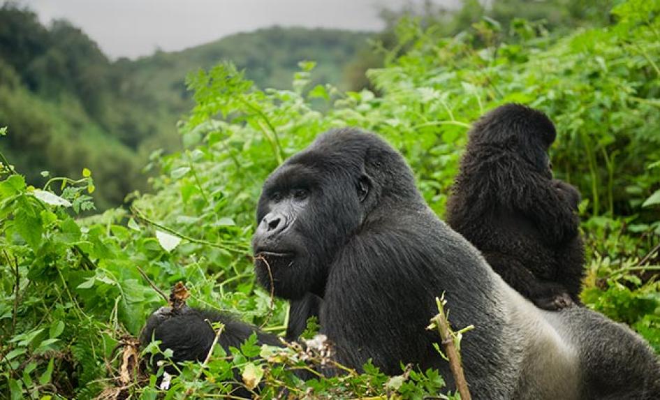 3 Days Gorilla Tour in Bwindi-Itinerary Starting From Kigali
