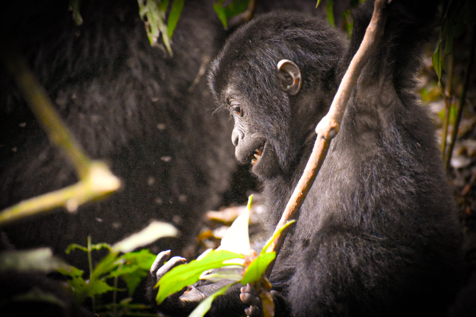 4-tägiges günstiges Gorilla- und Golden Monkey-Trekking