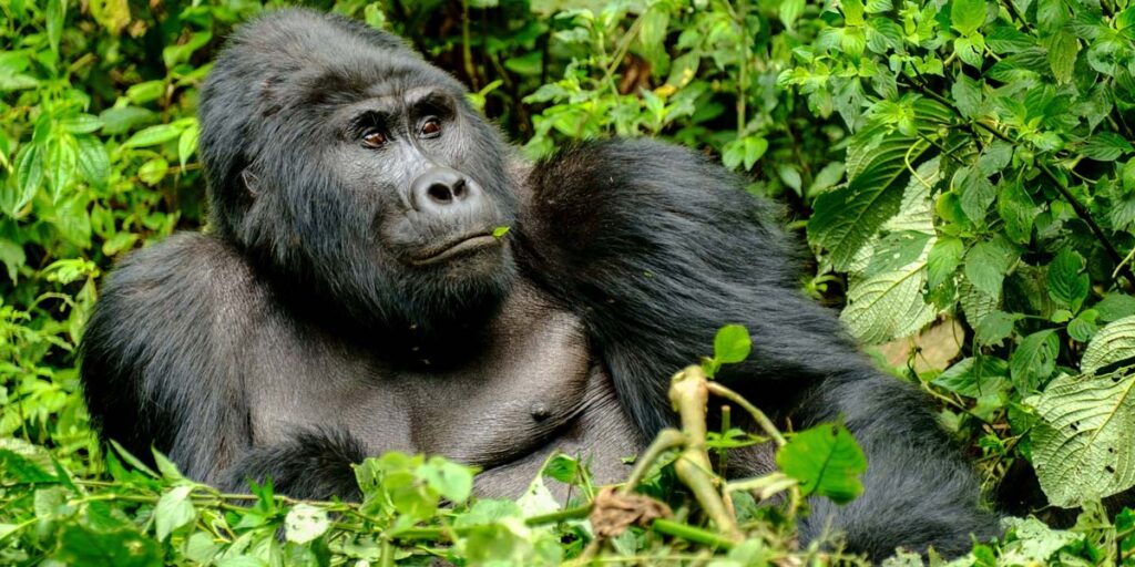 10 Days Uganda Rwanda Gorilla Safari-A Private Primates Tour