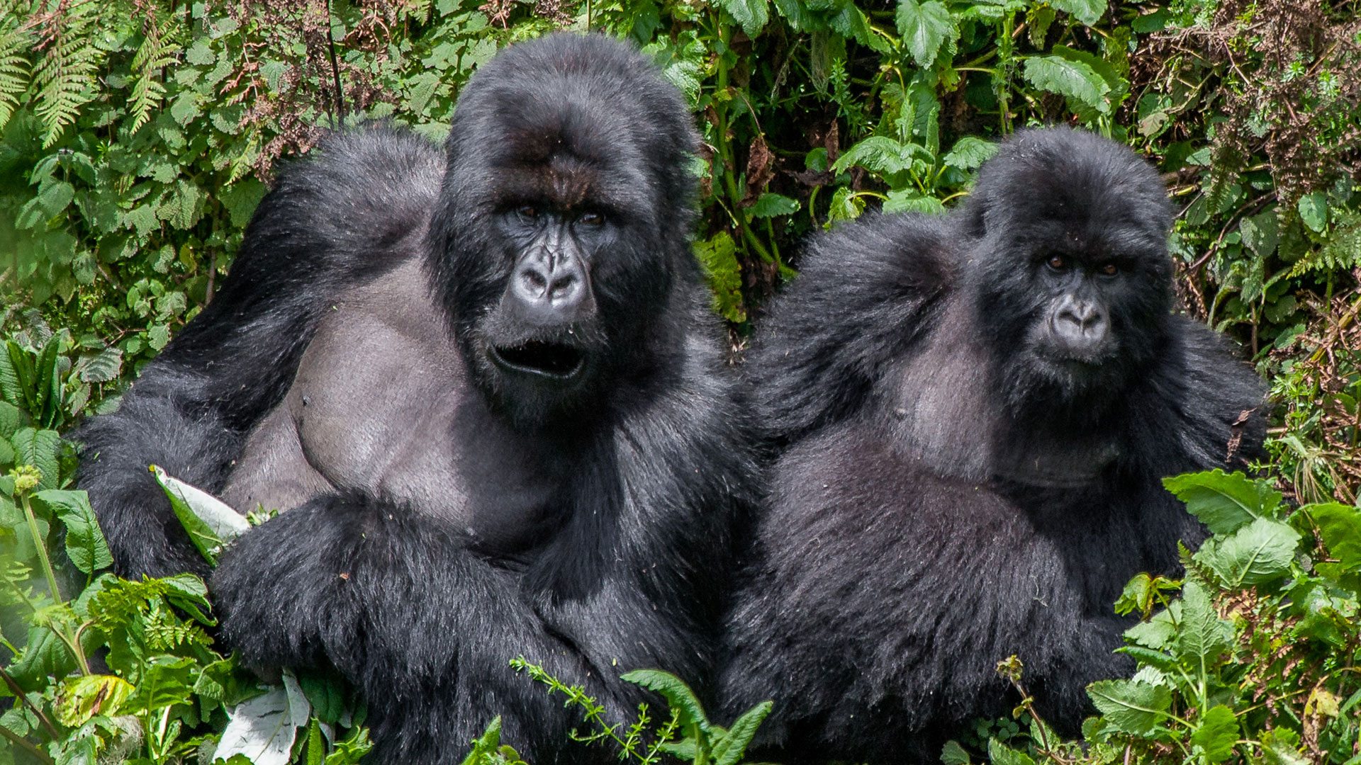 7 Days Safari in Uganda and Rwanda-Primates & Wildlife Tour