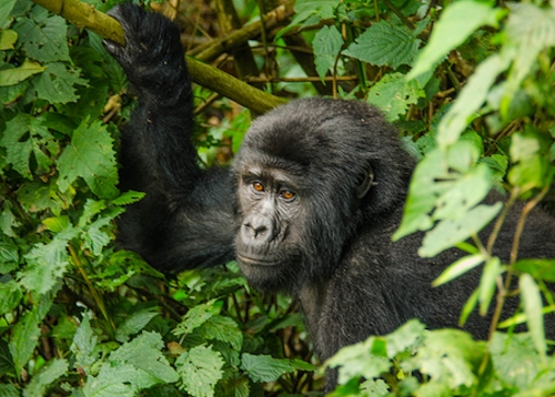 8 Days Uganda Rwanda Safari: Primates & Wildlife Safari Tour