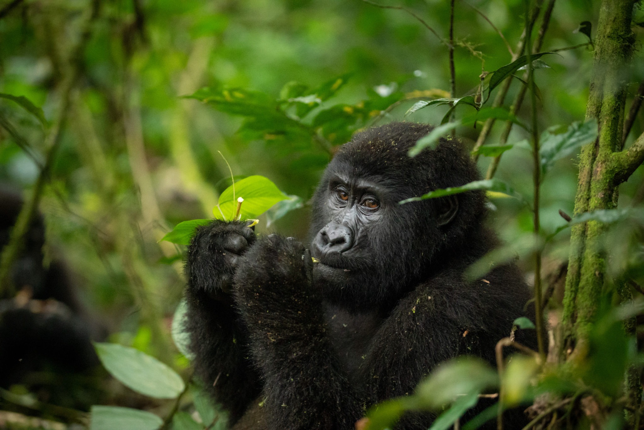 3 Days Uganda Gorilla Tour | Gorilla Trekking Safari Uganda