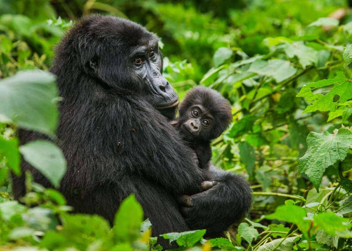 5 Days Uganda Gorilla Safari-Gorillas Trek, Game & Boat Tour