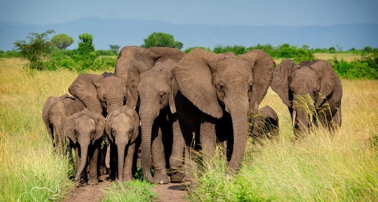 5 Days Uganda Wildlife Safari, Ultimate Game Viewing Vacation
