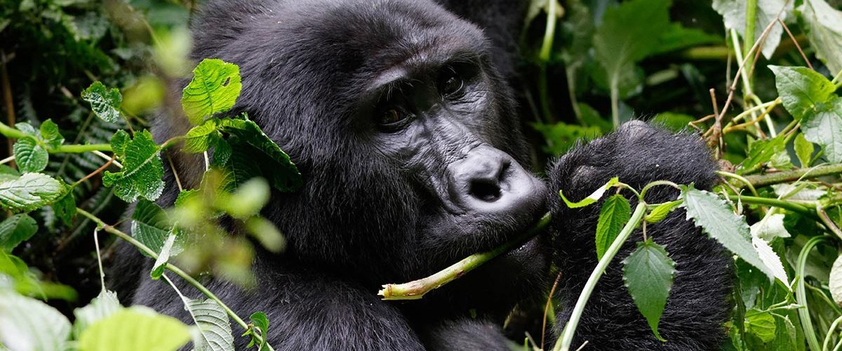 7 Days Rwanda Gorilla Safari-Ultimate Rwanda Primates Tour .