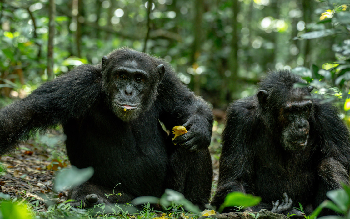 8 Days Uganda Safari-Ideal Primates and Wildlife Vacation