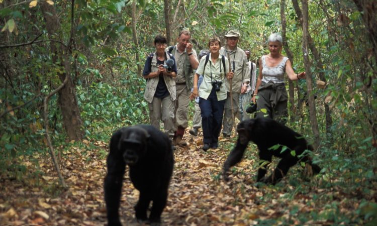 Guide To Chimpanzee Tracking in Uganda-Chimp Permit and Cost