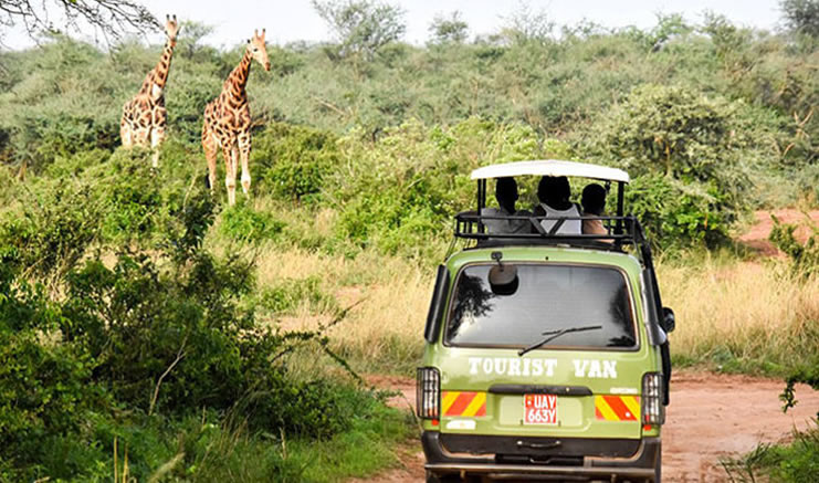 Game Viewing Safaris in Uganda-Top Places to Safari in Uganda