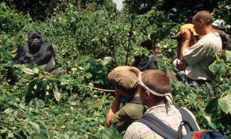 A Handy Guide to Gorilla Habituation Experience in Uganda