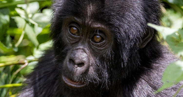 Mountain Gorillas-Facts and Where to See them in Uganda