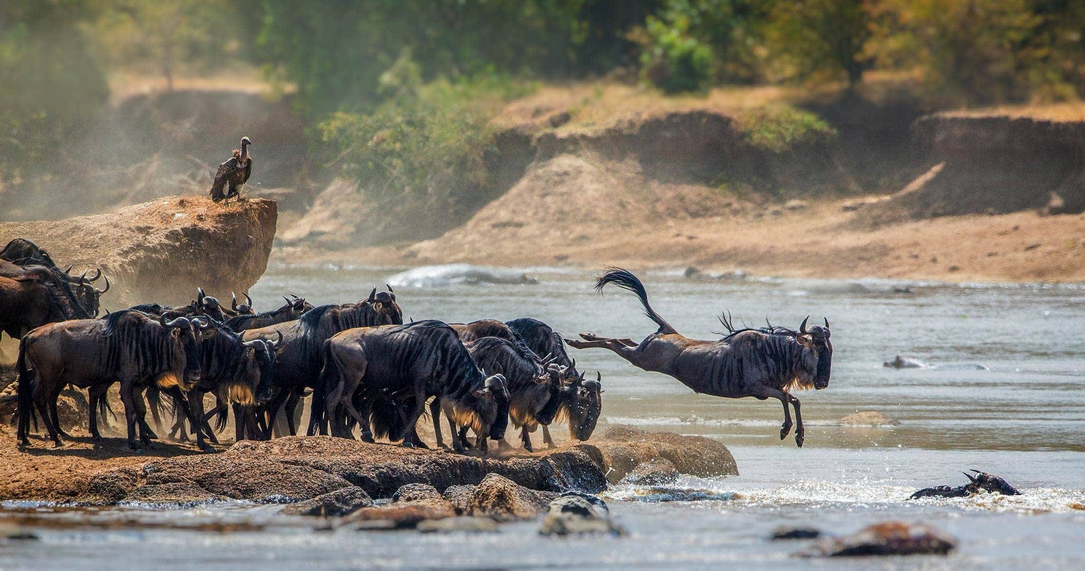 Ultimate Tanzania Safaris & Tours | African Safari Vacations