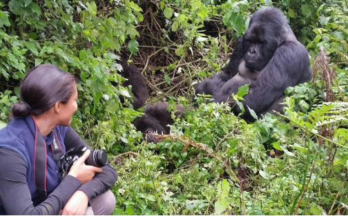 Gorilla Trekking Permit
