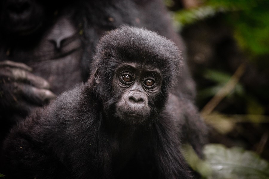 Gorilla Trekking Safaris Uganda