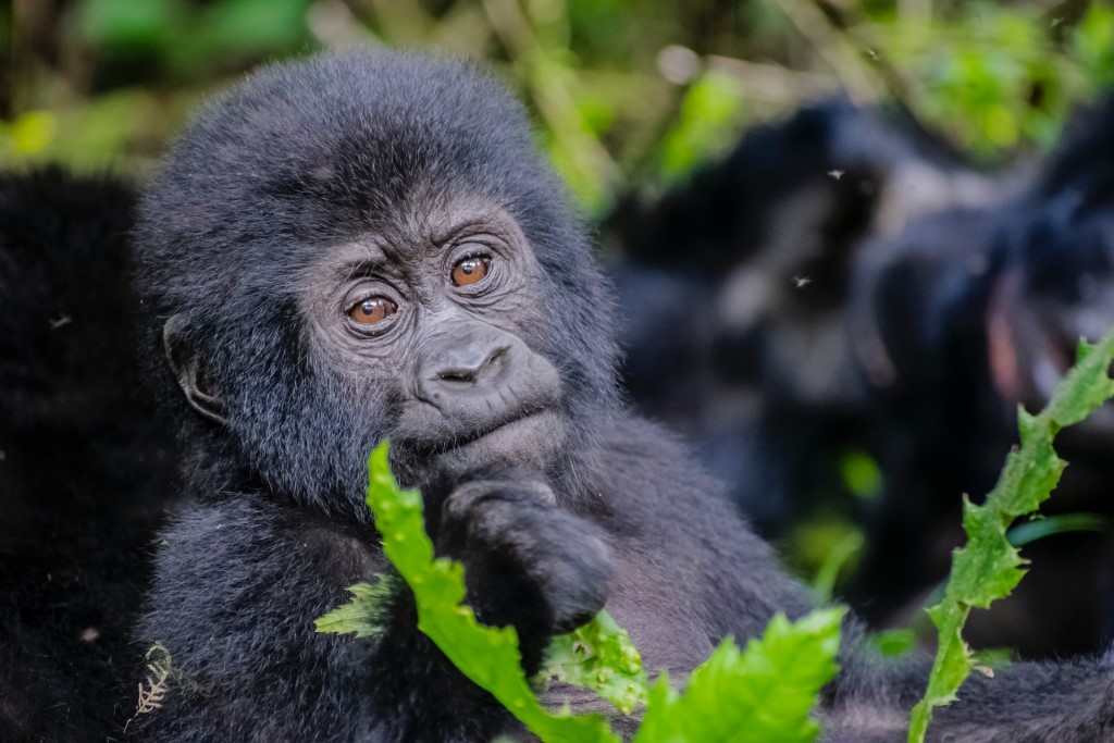 Gorilla Trekking Permit Uganda