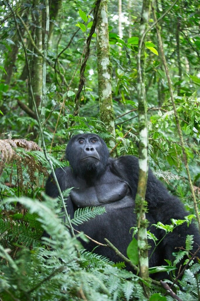Uganda Safaris | Gorillas and Wildlife Safari Holidays 2025