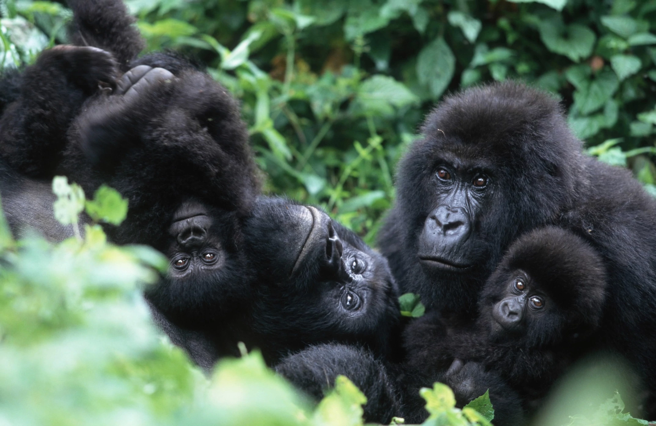4 Days Rwanda Gorilla Tour