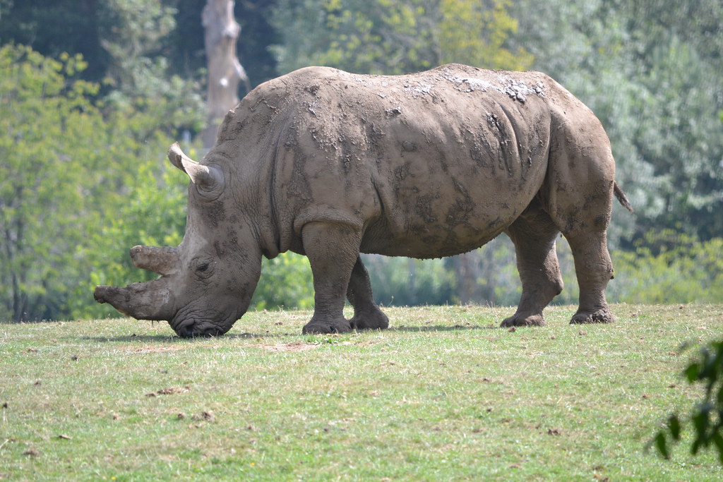 Zziwa Rhino Sanctuary's Cost of Rhino Tracking