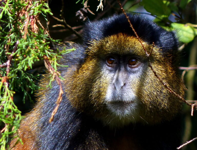 Trekking with Golden Monkeys in Volcanoes National Park in 2025 ...
