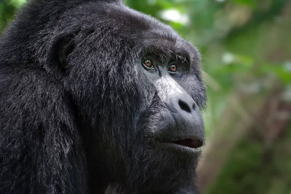 gorilla safaris