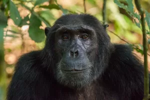 4 Days Luxury Chimpanzee Trekking safari