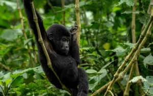 Luxury Gorilla Habituation & Chimpanzee Tracking