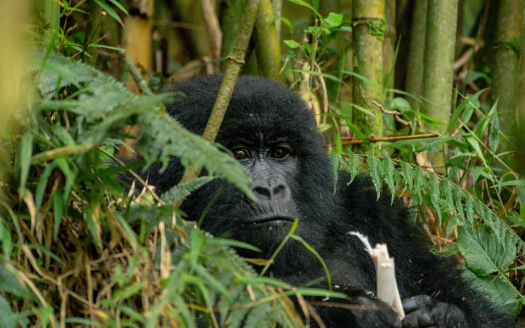 7 Days Luxury Gorilla & Chimpanzee Trekking