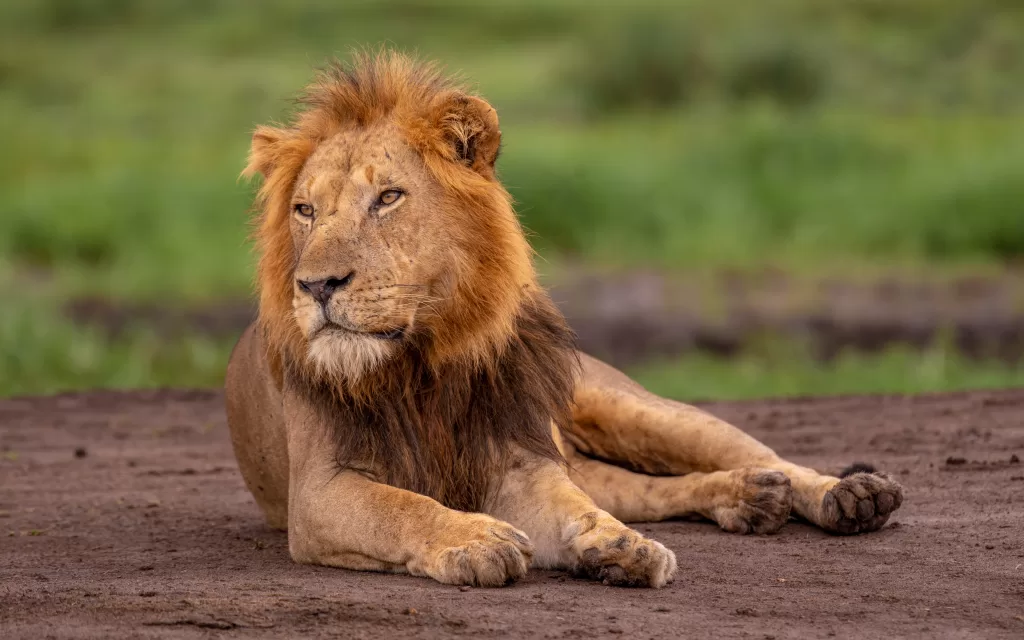 5 Days Luxury Gorilla Trekking & Wildlife