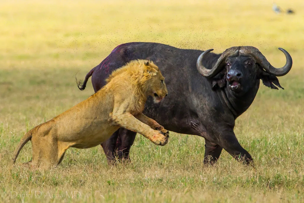 The Big Five Animals in East Africa: Safari Icons in Their Natural Majesty