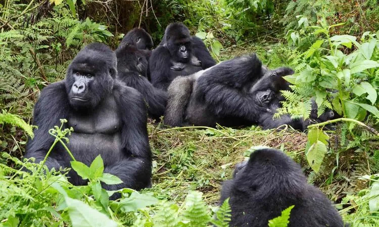 gorilla families