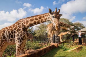 Luxury Uganda Kenya Tanzania Safari